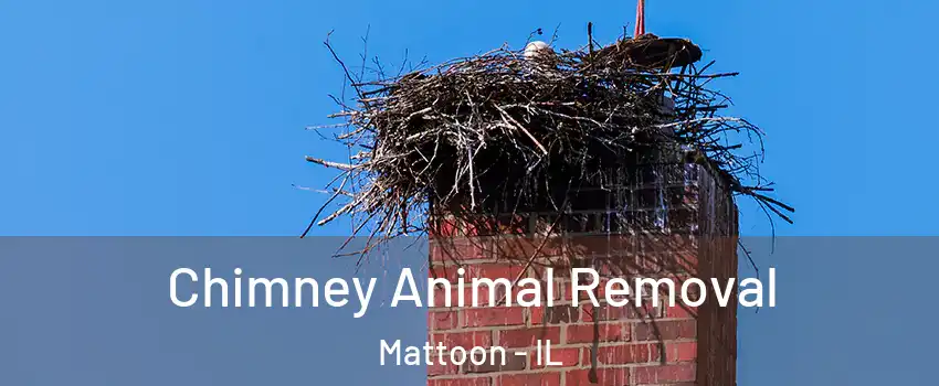  Chimney Animal Removal Mattoon - IL