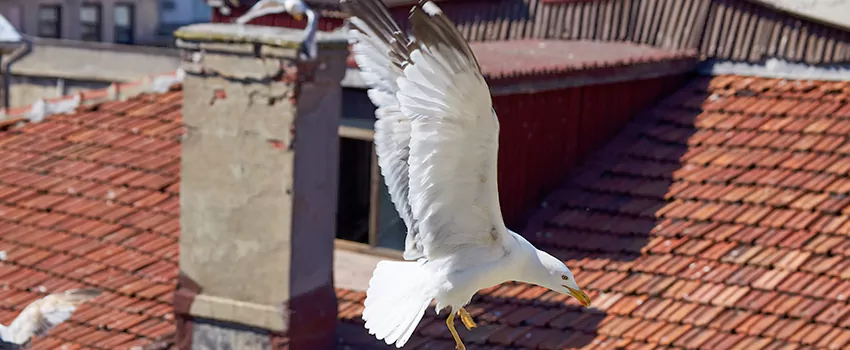 Residential Chimney Animal Removal Solution in Mattoon, IL