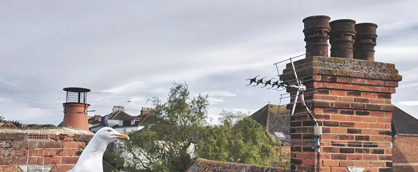 Chimney Cleaning And Restoration in Mattoon, Illinois